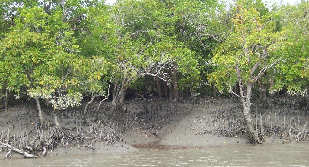 Sundarban mangrove e1529483512345