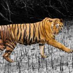 Sunderbans