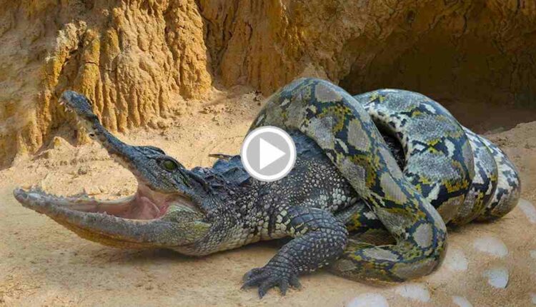 watch the fight between crocodile and python