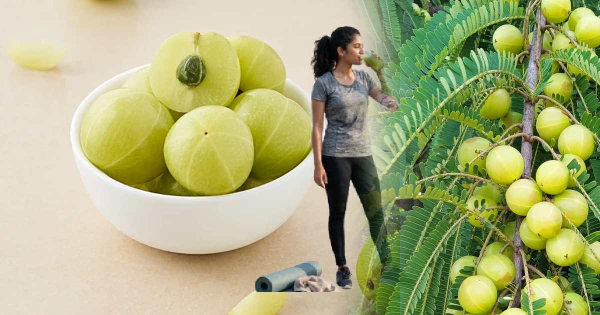 Fermented Amla: আমলকি ফারমেন্ট করলে ভিটামিন সি বাড়ে না কমে? যা বলছে গবেষণা