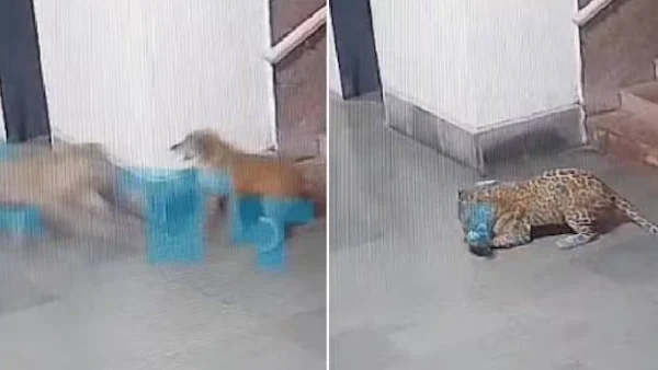 IIT Bombay Leopard: আইআইটি বম্বের ক্যাম্পাসে ঢুকল চিতাবাঘ, সিসিটিভিতে ধরা পড়ল কুকুরশিকারের ভয়ঙ্কর দৃশ্য