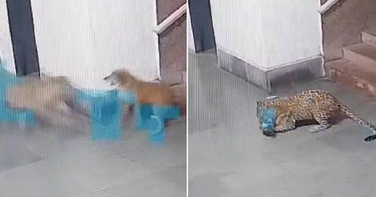 IIT Bombay Leopard: আইআইটি বম্বের ক্যাম্পাসে ঢুকল চিতাবাঘ, সিসিটিভিতে ধরা পড়ল কুকুরশিকারের ভয়ঙ্কর দৃশ্য